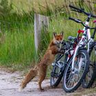 Fuchs du hast das Rad gestohlen