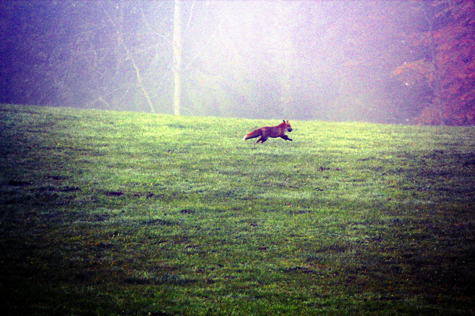 Fuchs du hast den Has gestohlen