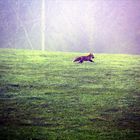 Fuchs du hast den Has gestohlen