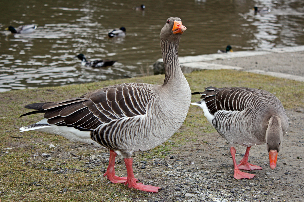 "Fuchs du hast die ... "