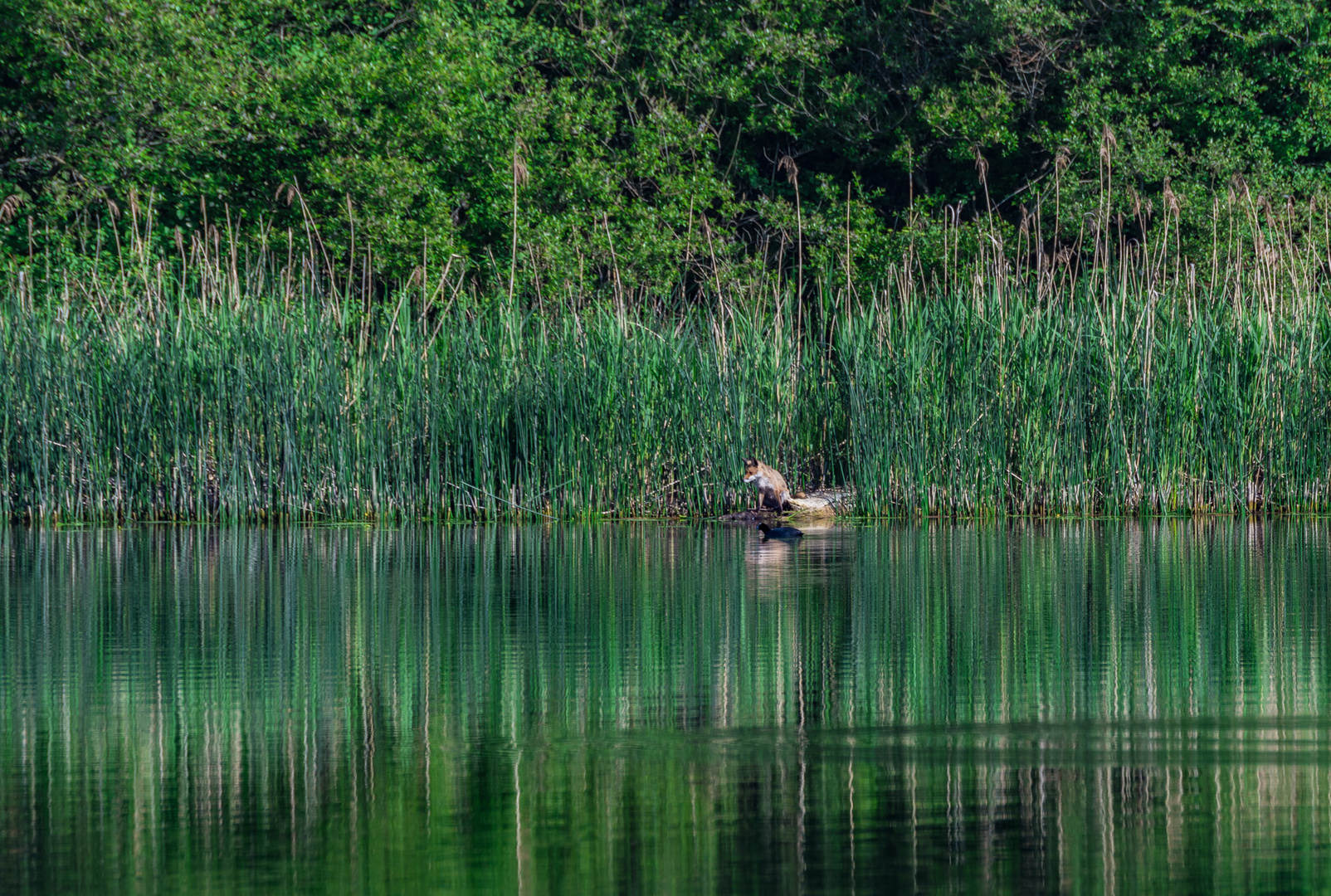 Fuchs, du hast die Ente gestohlen