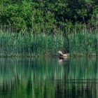 Fuchs, du hast die Ente gestohlen