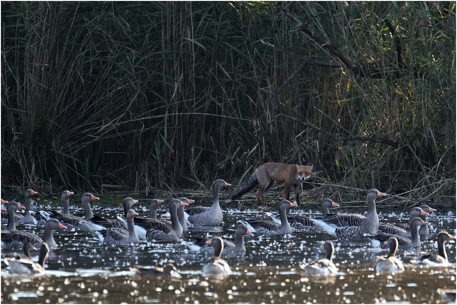 Fuchs du hast die Gans....