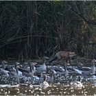 Fuchs du hast die Gans....