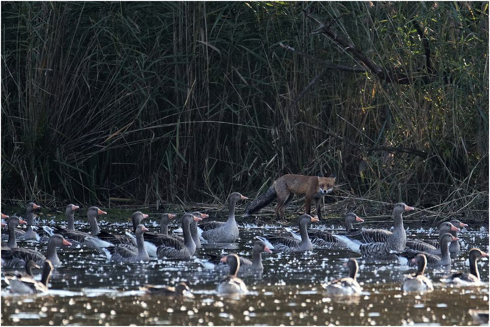 Fuchs du hast die Gans....