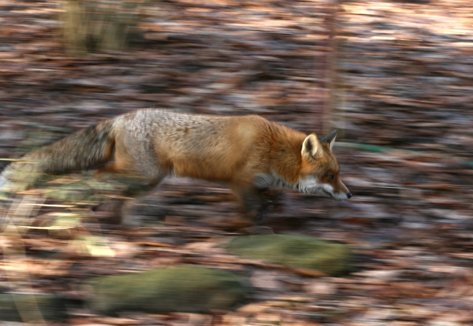 Fuchs, du hast die Gans gestohlen...