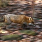 Fuchs, du hast die Gans gestohlen...