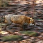 Fuchs, du hast die Gans gestohlen...