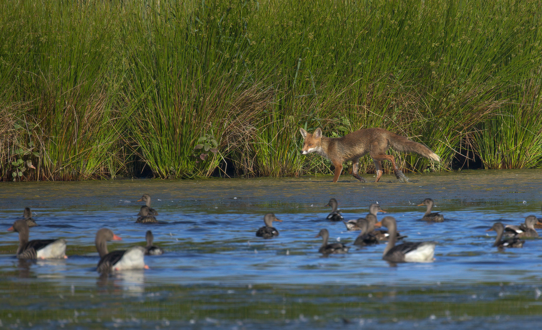 Fuchs , Du hast die Gans gestohlen...