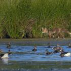 Fuchs , Du hast die Gans gestohlen...