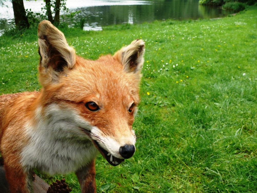 Fuchs Du hast die Gans gestohlen ....