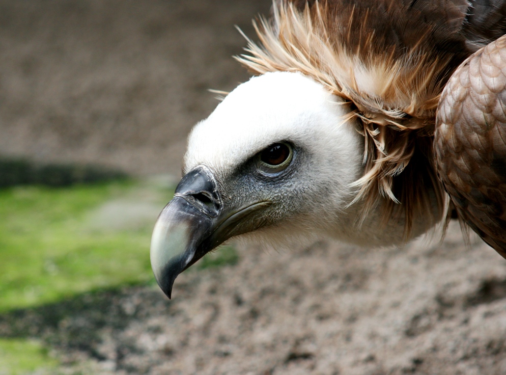 Fuchs, du hast die Gans gestohlen...