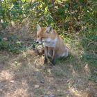 Fuchs du hast die Gans gestohlen