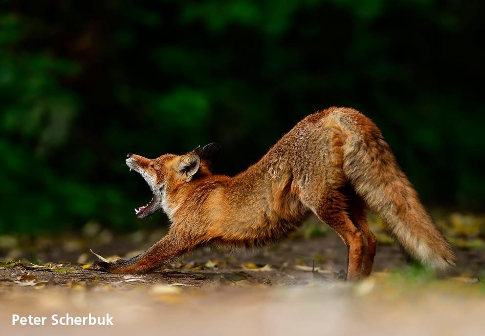 "Fuchs, du hast die Gans gestohlen...