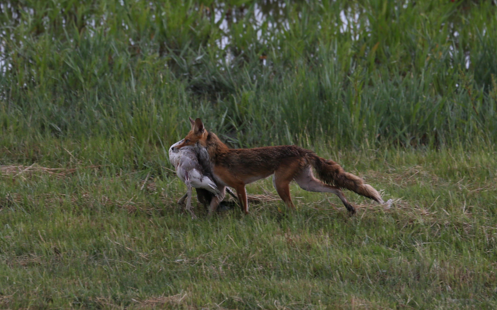 Fuchs du hast die Gans gestohlen