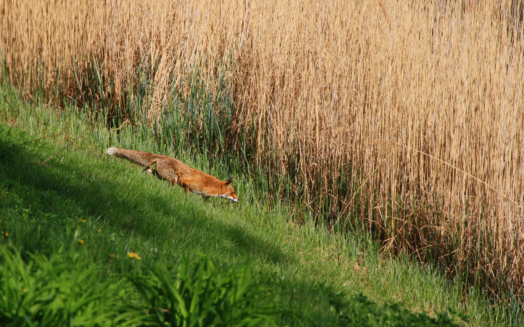 Fuchs, du hast die Gans gestohlen