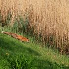 Fuchs, du hast die Gans gestohlen