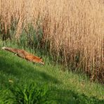 Fuchs, du hast die Gans gestohlen