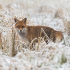 Fuchs, Du hast die Gans gestohlen