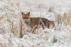 Fuchs, Du hast die Gans gestohlen