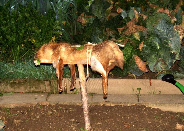 Fuchs Du hast die Gans gestohlen... Foto & Bild | natur ...