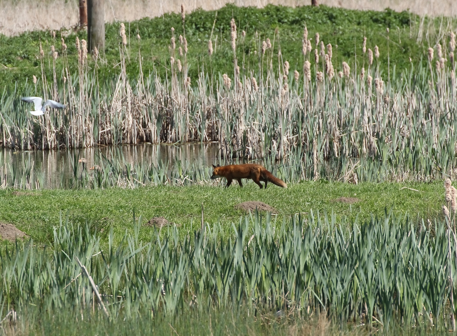 Fuchs du hast die Gans gestohlen...