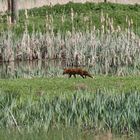 Fuchs du hast die Gans gestohlen...