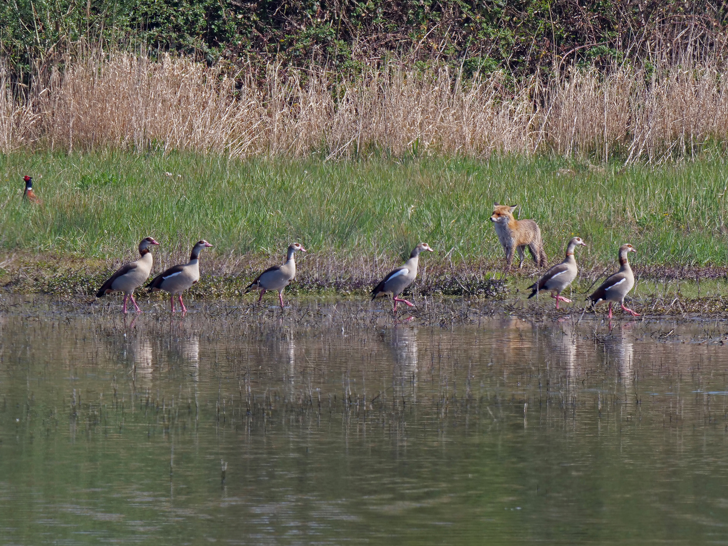 Fuchs du hast die Gans gestolen