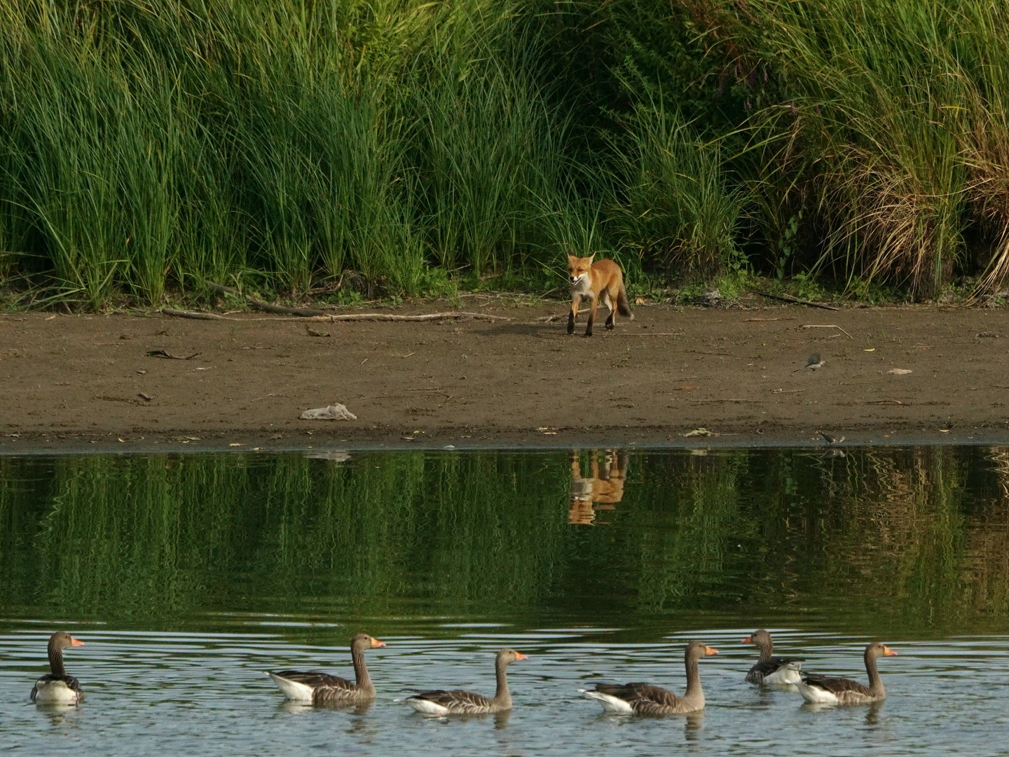 FUCHS, Du hast die Gans (nicht) gestohlen...