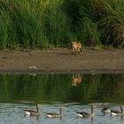 FUCHS, Du hast die Gans (nicht) gestohlen...