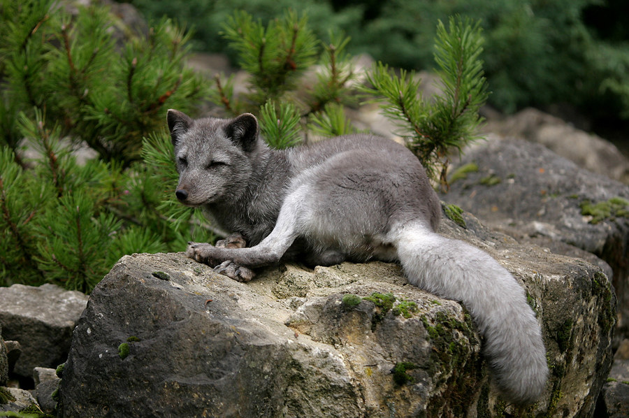 Fuchs du hast die Gans............I