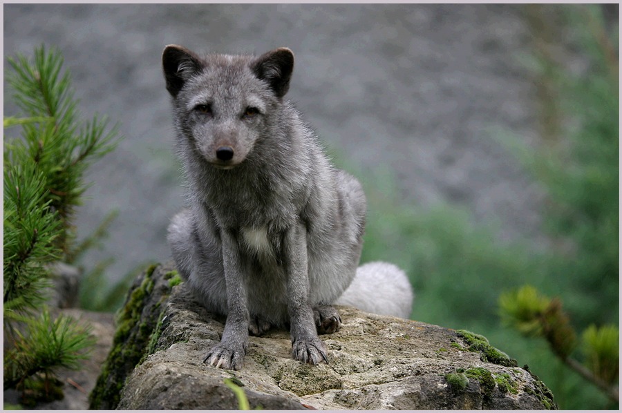 Fuchs du hast die Gans............II