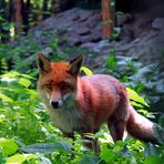 Fuchs Du hast die ganz gestohlen ....