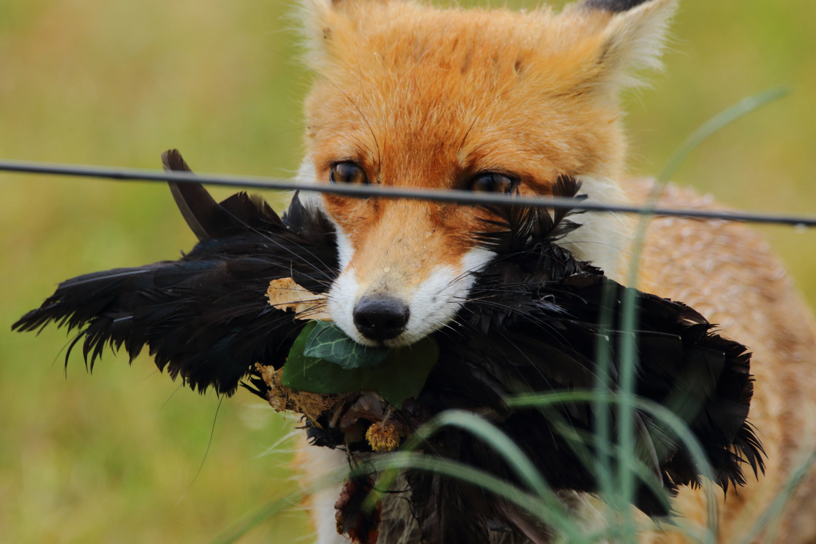 Fuchs du hast die Krähe gestohlen