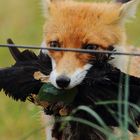 Fuchs du hast die Krähe gestohlen