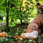 Fuchs, du hast die Pilze gestohlen.