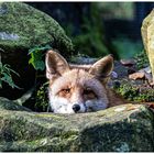 Fuchs, Du hast keine Gans gestohlen !