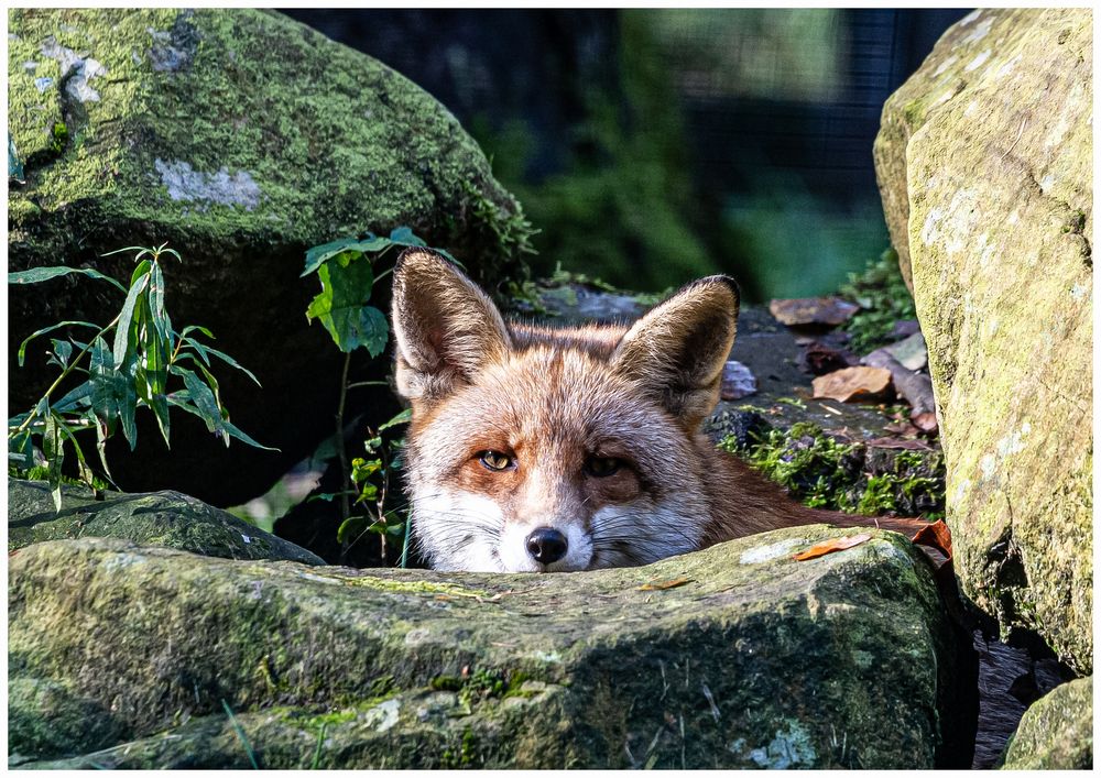 Fuchs, Du hast keine Gans gestohlen !