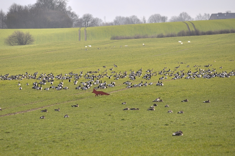 Fuchs du kannst die Gans nicht stehlen