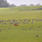 Fuchs du kannst die Gans nicht stehlen