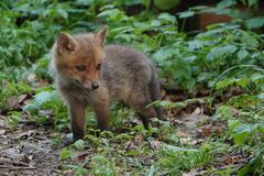 Fuchs