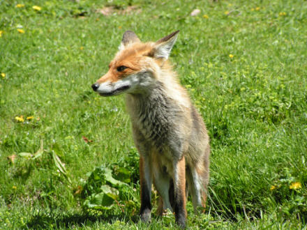 Fuchs