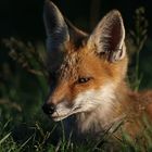 Fuchs