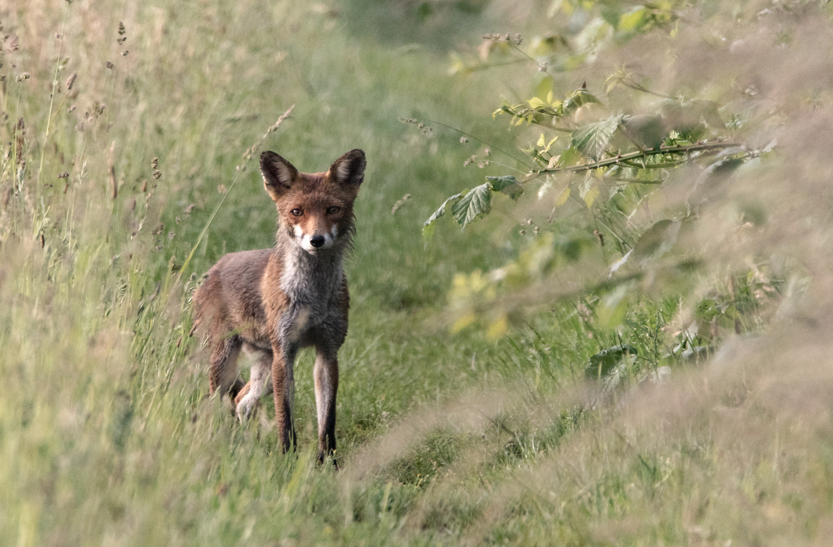 Fuchs Fähe ????????