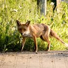 Fuchs, Fähe beim täglichen Besuch