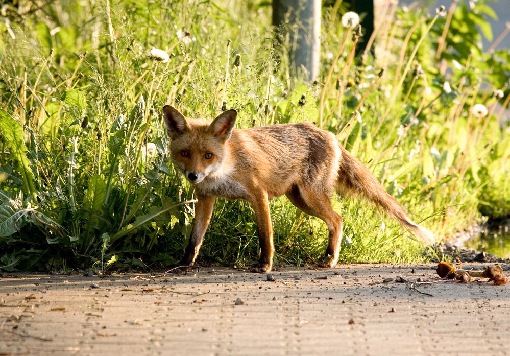 Fuchs, Fähe beim täglichen Besuch