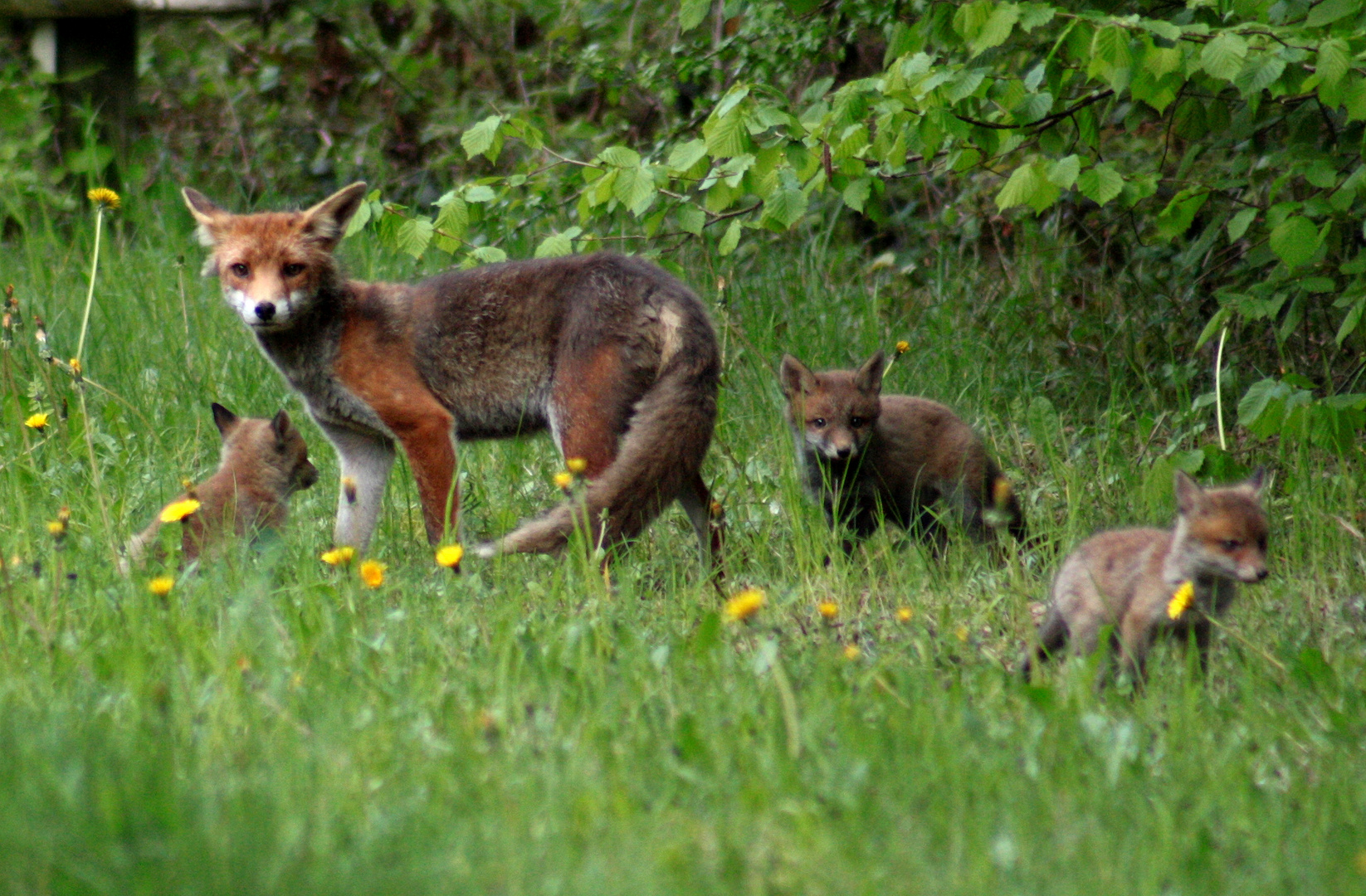 Fuchs-Familie