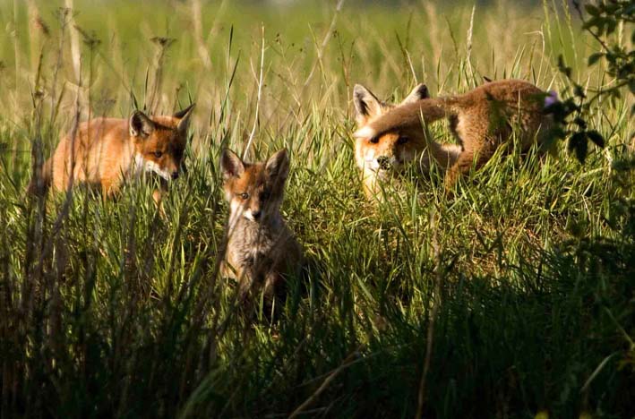 Fuchs Familie