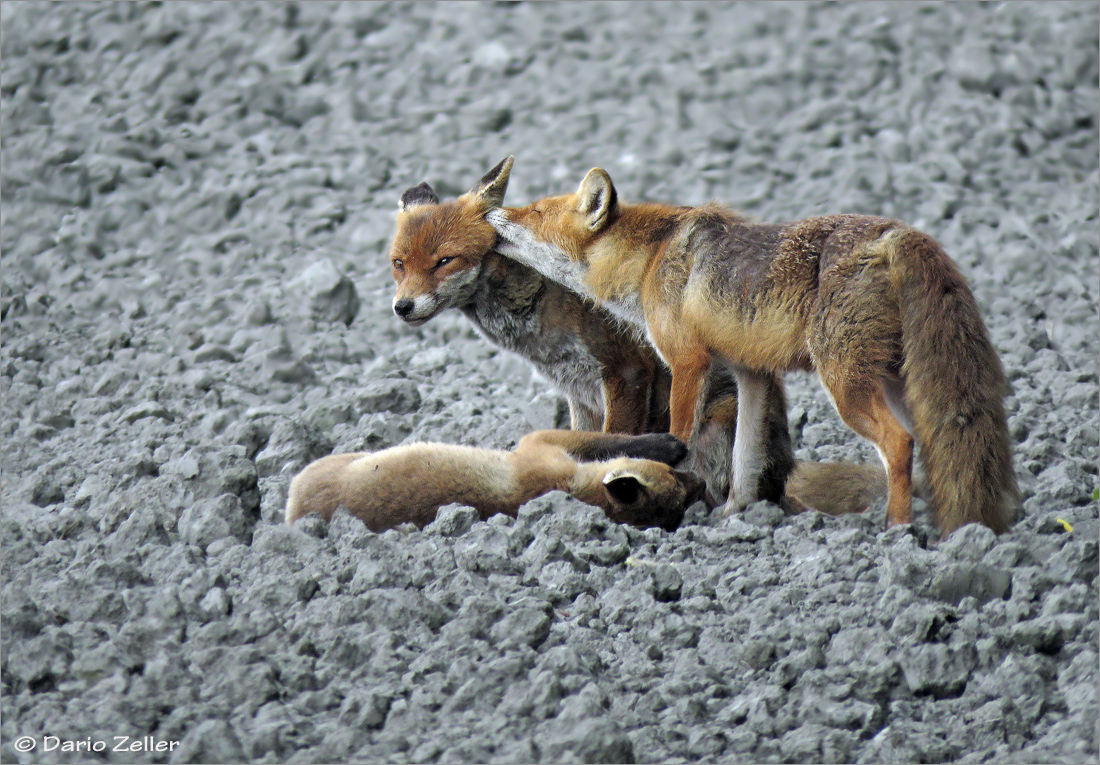 Fuchs Familie