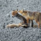 Fuchs Familie